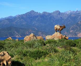 L'Alivetu Résidence de tourisme 3*** à Cargese