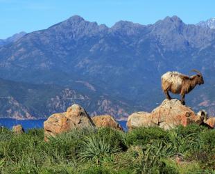 Résidence de tourisme 3*** à Cargese